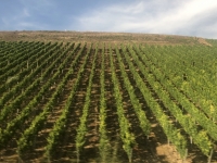 2020 08 24 Weinreben zwecks Berglage horizontal angebaut