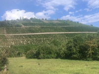 Weinreben zwecks Berglage horizontal angebaut