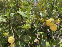 2021 05 29 Kalymnos Tal der Zitronen mit schönen Früchten