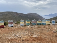 Viele Bienenstöcke in diesem Tal