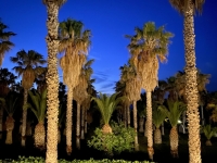 2021 05 31 Kos Hotel Cavo d Oro nächtlicher Palmengarten beim Abendessen