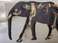 2021 10 14 Insel Tilos Elefantenmuseum gefundene Knochen