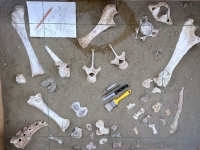 Gefundene Knochen im Elefantenmuseum