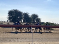 Kamele-beim-Auslaufen