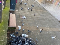 Hunderte-Tauben-werden-gefuettert