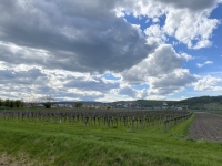 Weingärten mit Wolkenstimmung