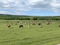 Viele-Kühe