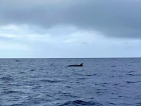2022-07-18-Horta-Walwatching-einige-Wale-sehen-wir