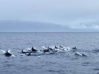 2022-07-18-Horta-Walwatching-viele-Delphine