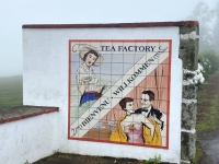 Teeplantage-Cha-Gorreana-Einfahrt