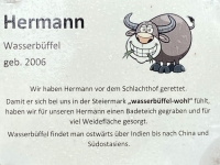 Wasserbüffel Hermann