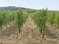 Bummelzugfahrt-durch-die-Weingärten