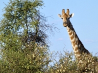 2022-10-29-Kalahari-Wüste-Landschaftsfahrt-Giraffe