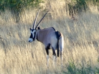 2022-10-29-Kalahari-Wüste-Landschaftsfahrt-Oryx