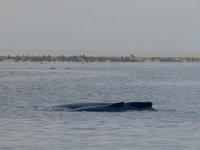2022-11-05-Walbeobachtung-Wale