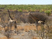 2022-11-09-Etosha-Nationalpark-Giraffen