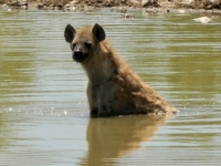 2022-11-09-Etosha-Nationalpark-Hyäne