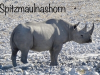 2022-11-09-Etosha-Nationalpark-Spitzmaulnashorn