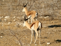 2022-11-09-Etosha-Nationalpark-Springböcke