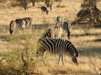 2022-11-09-Etosha-Nationalpark-Zebras