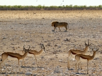2022-11-09-Etosha-Nationalpark-endlich-gehen-die-Könige