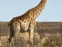 2022-11-09-Etosha-Nationalpark-wunderschöne-Giraffe