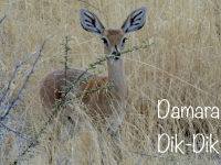 2022-11-10-Etosha-Nationalpark-Damara-Dik-Dik