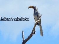 2022-11-10-Etosha-Nationalpark-Gelbschnabeltoko