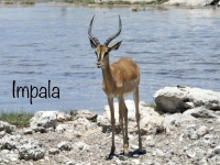 2022-11-10-Etosha-Nationalpark-Impala