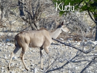 2022-11-10-Etosha-Nationalpark-Kudu