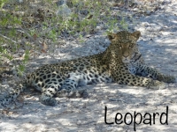 2022-11-10-Etosha-Nationalpark-Leopoard