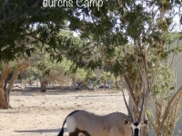 2022-11-10-Etosha-Nationalpark-Oryx