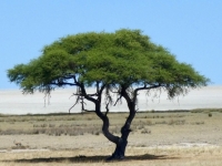 2022-11-10-Etosha-Nationalpark-Werbefoto