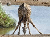 2022-11-10-Etosha-Nationalpark-durstige-Giraffe