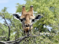 2022-11-10-Etosha-Nationalpark-neugierige-Giraffe