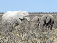 2022-11-10-Etosha-Nationalpark-viele-Elefanten