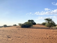 2022-10-29-Kalahari-Wüste