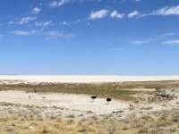 2022-11-10-Etosha-Nationalpark-riesige-Salzpfanne