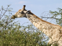Wunderschöne-Giraffe
