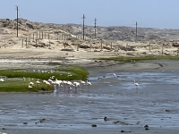 Flamingos-auf-der-Fahrt