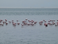 Fotostopp-bei-den-Flamingos
