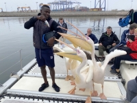 Pelikan-Fütterung