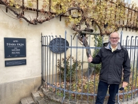2022-11-18-Marburg-älteste-Weinrebe-der-Welt-mit-Trauben