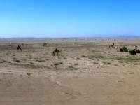 Kamele-in-der-Wüste