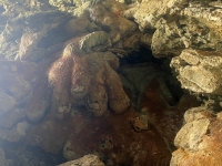 2023-03-26-Barbados-Animal-Flower-Caves-tolle-Gesteinsformationen