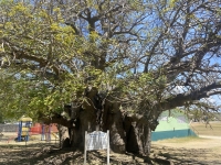 Ältester-und-größter-Boabab-Baum-auf-Barbados