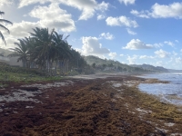 Bathsheba Strand mit angeschwemmten Gras