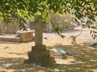 Affen-im-Militärfriedhof