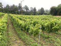 Schöner Weingarten