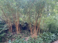Hoher-Bambus